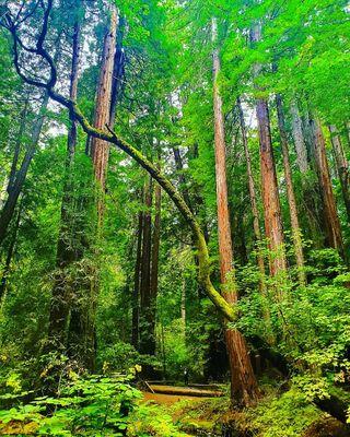 Muir woods is one of my happy places