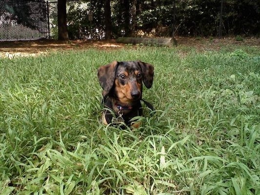 Jack at Medway Dog Park