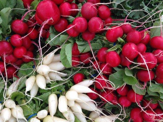 More spring produce - radishes