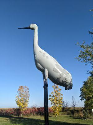 Sandy, the World's Largest Sandhill Crane