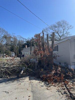 During tree removal