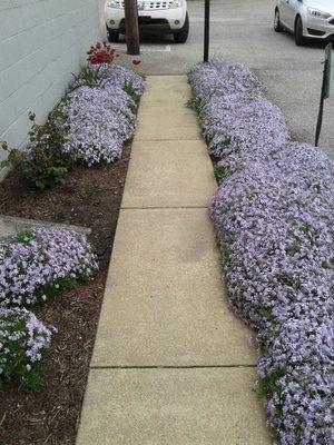 Walkway  to side entrance.