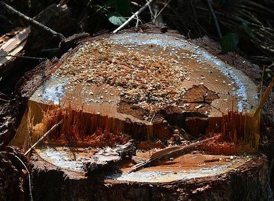 Stump Grinding