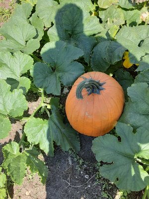 A very sunny afternoon in a pumpkin field