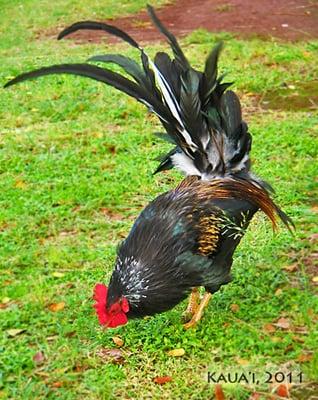 Kauaiian local birds... all over the place!