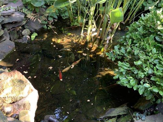 Garden pond