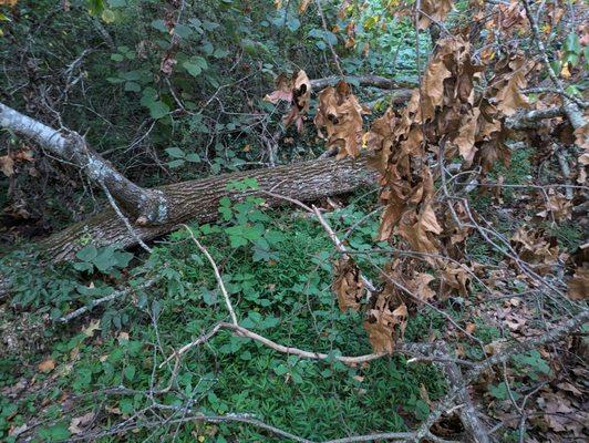 Andrade’s Tree and Stump Grinding