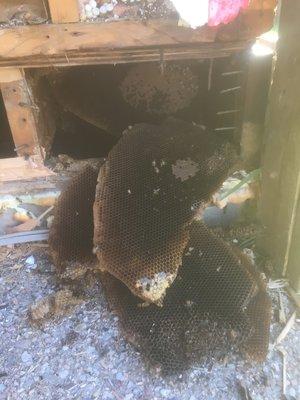 Bee removal in Austin