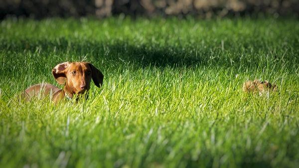 little churro a dachshund standing in "tall" grass