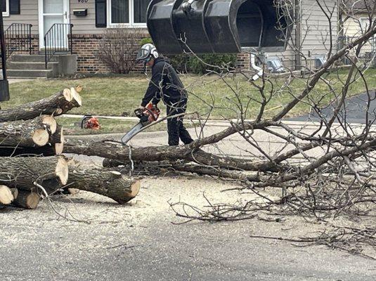 tree removal in minneapolis mn