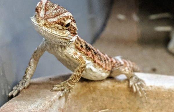 Bearded Dragon