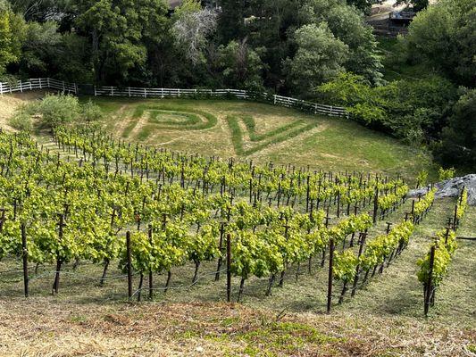 Spring at Perfusion Vineyard