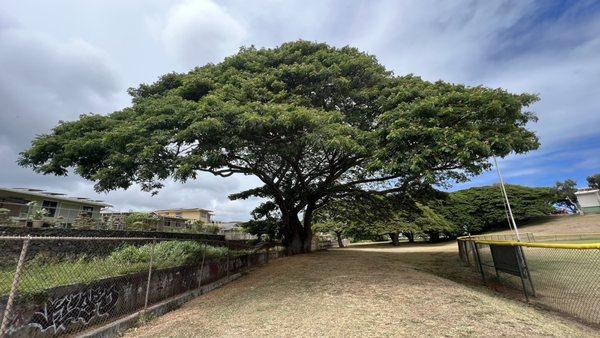 Massive shade trees at this beautiful park.