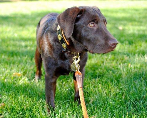 Sorenson Kennels - Lab Training