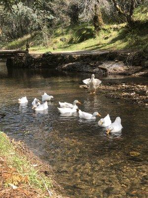 Organic free range duck eggs