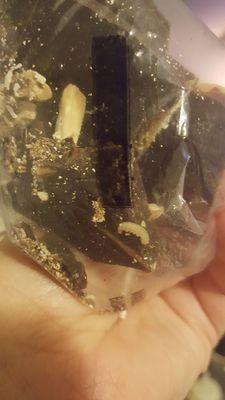 Almond moth eggs and larvae in Judy's chocolate almond bark... I have never had anything this disgusting happen to me.