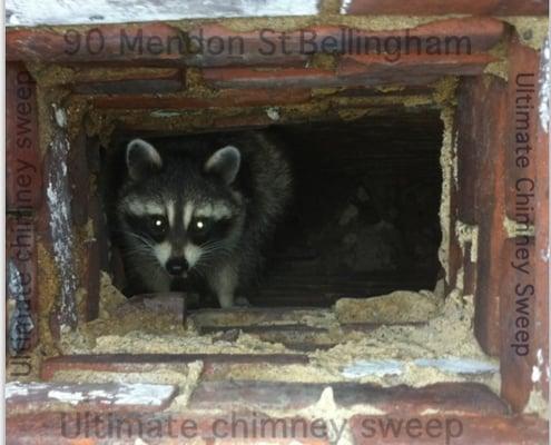 Racoon in Chimney