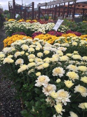 Hardy mums ready for Fall decor.