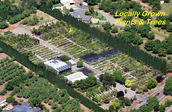 Five Acres of Nursery Stock Grown on Site