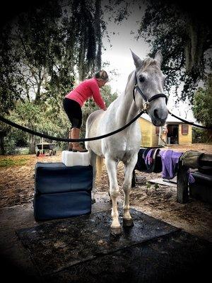 Equine chiropractic care