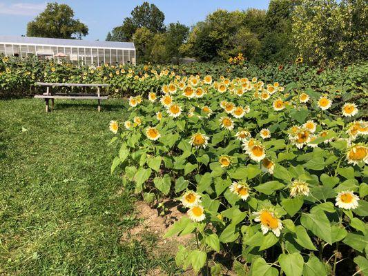 So many sunflowers, so many bees!