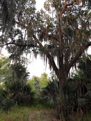 Island on the Bayou of Three Oaks (Bayou des Trois Chênes) where Cajuns lived.