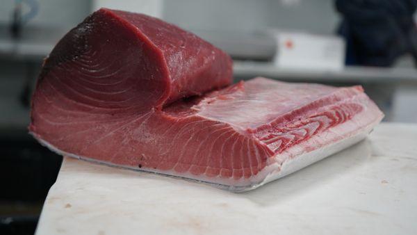 Bluefin Tuna