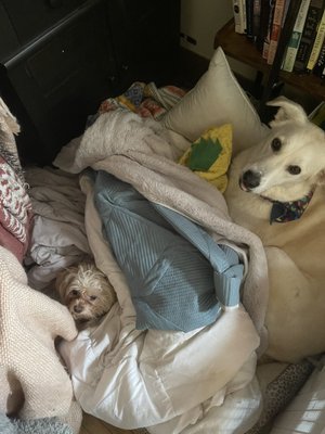 My dogs in their fort