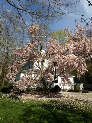 Magnolia on side of building, in bloom