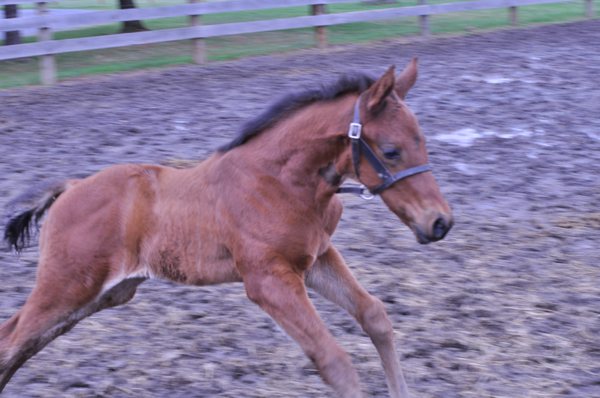 One of last year's babies baby Smarty Jones.