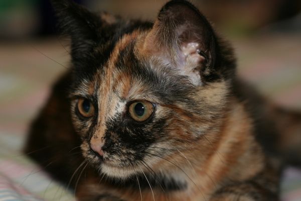 Tortellini loves her cat sitter. "Gimme more treats!"