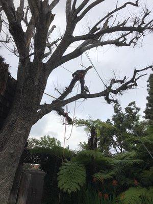 Big dead tree removal