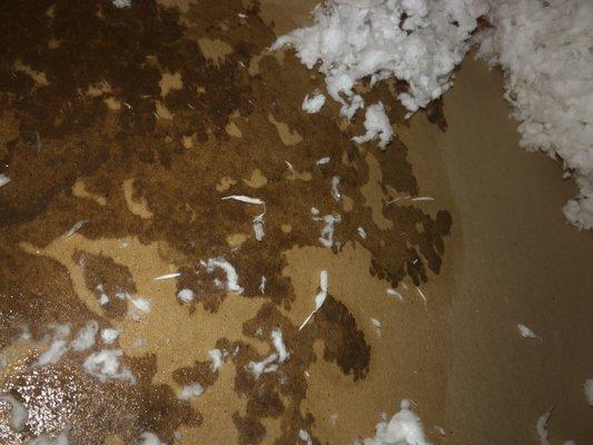 Attic Roof Leak