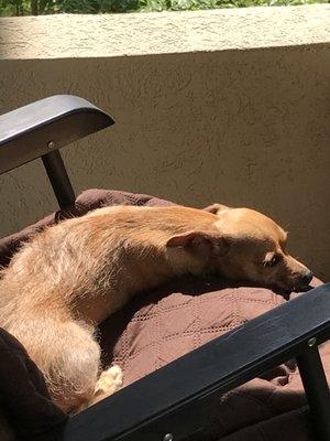 Genevieve rules the condo. Sun bathing is too priority!