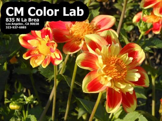 Cm Color Lab