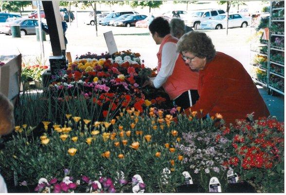 Bedding plants available early in the season - herbs, flowers & vegetables