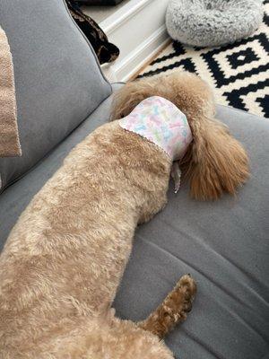 Dog after grooming