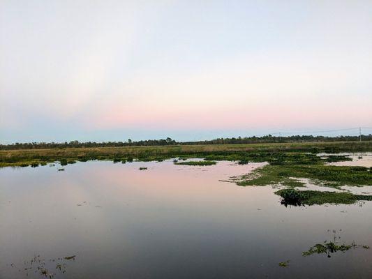 Cattail Marsh