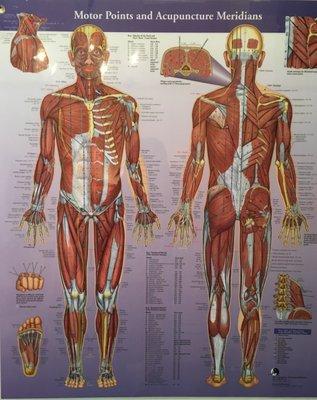 Muscle Motor Points: the place where acupuncture can reset the nerve and muscle.