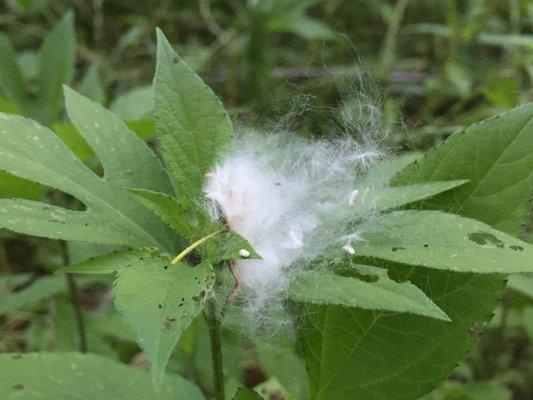 Pretty, wispy, seedpod