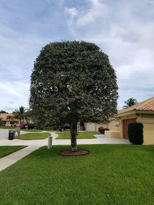 Tree Service after