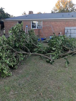 Small tree cut and removal.