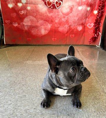 Valentine  Backdrop for pets photo after done with grooming.