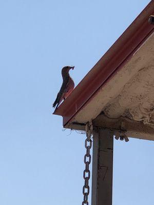 Not sure what bird this is with bug.