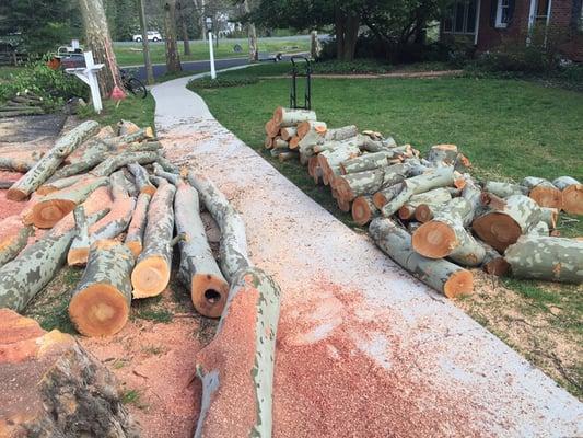 Large Sycamore down and ready to be cleaned up.