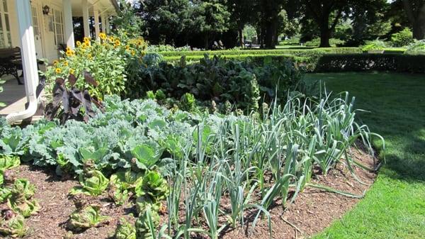 Edible Garden