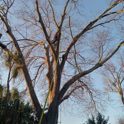 Bill Stein lowering a broken limb from storm.