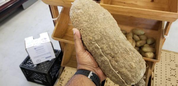 Ghanaian yams are monstrously huge!