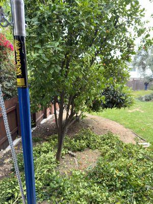 Fruit tree Pruning!