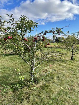 Some apples on the tree